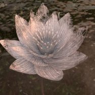As the lilies bloom - experimental VR project